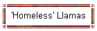 'Homeless' Llamas