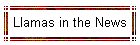 Llamas in the News